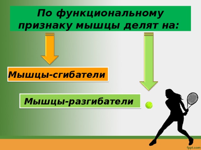 По функциональному признаку мышцы делят на:  Мышцы-сгибатели  Мышцы-разгибатели  