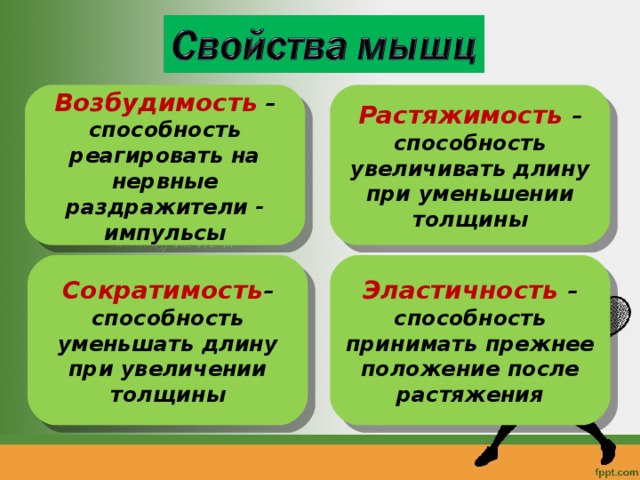 Возбудимость – способность реагировать на нервные раздражители - импульсы Растяжимость  – способность увеличивать длину при уменьшении толщины Сократимость – способность уменьшать длину при увеличении толщины Эластичность – способность принимать прежнее положение после растяжения 