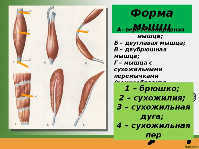 Форма мышц А- веретенообразная мышца;  Б – двуглавая мышца; В – двубрюшная мышца; Г – мышца с сухожильными перемычками (ремнеобразная мышца); Д – двуперистая мышца; Е – одноперистая мышца ; 1 – брюшко; 2 – сухожилия; 3 – сухожильная дуга; 4 – сухожильная пер 