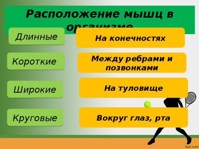 Форма и расположение мышц Строение и функции скелетных мышц