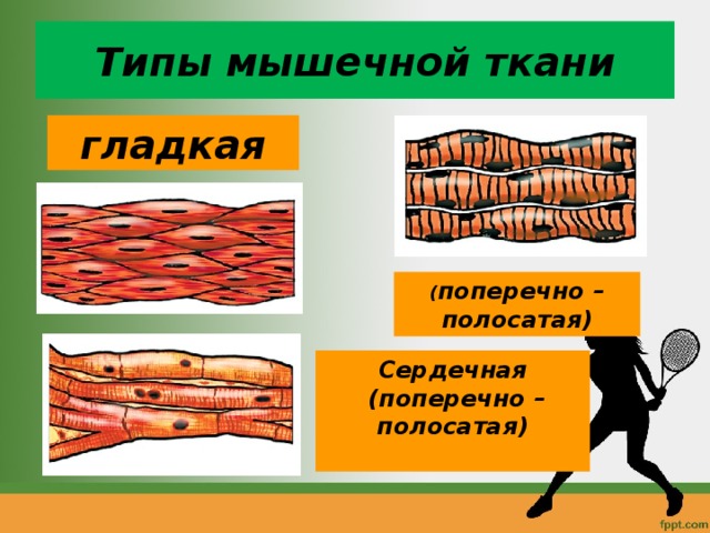 Типы мышечной ткани гладкая ( поперечно – полосатая) Сердечная  (поперечно – полосатая)  