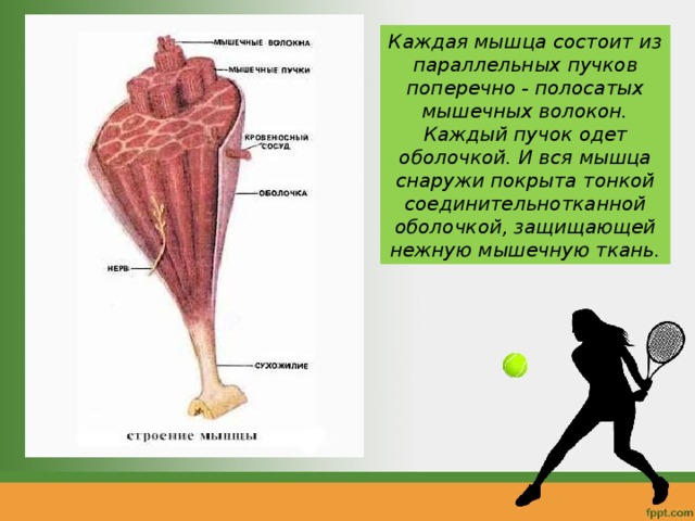 Каждая мышца состоит из параллельных пучков поперечно - полосатых мышечных волокон. Каждый пучок одет оболочкой. И вся мышца снаружи покрыта тонкой соединительнотканной оболочкой, защищающей нежную мышечную ткань. 