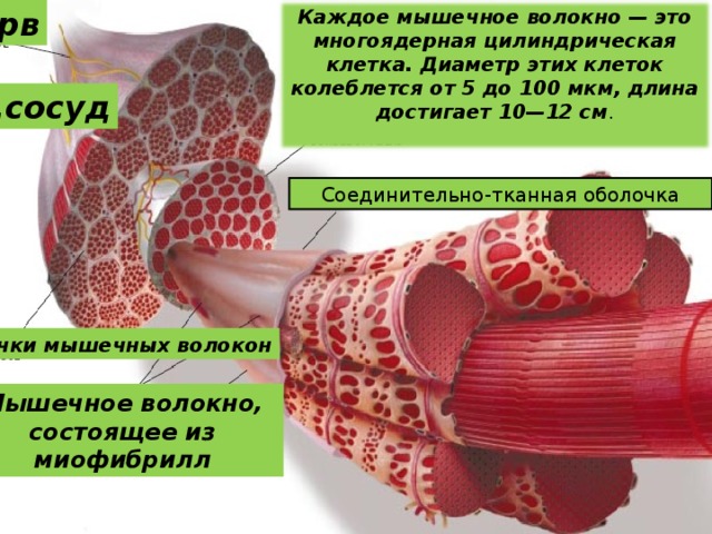 нерв Каждое мышечное волокно — это многоядерная цилиндрическая клетка. Диаметр этих клеток колеблется от 5 до 100 мкм, длина достигает 10—12 см . Кр.сосуд Соединительно-тканная оболочка Пучки мышечных волокон Мышечное волокно, состоящее из миофибрилл 