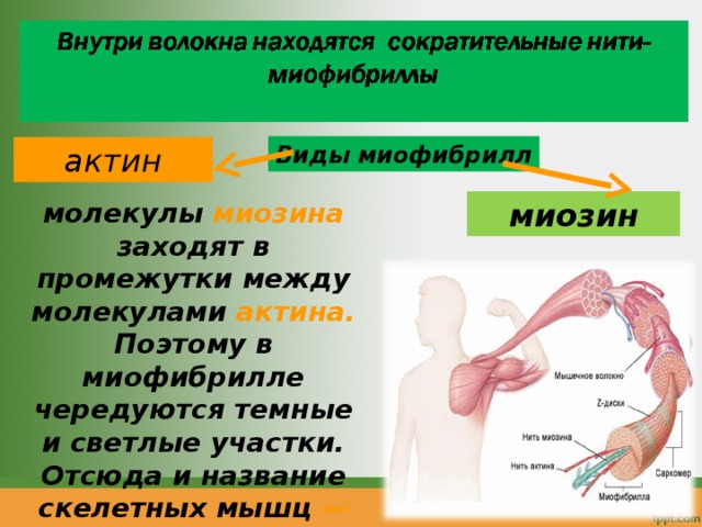 Виды миофибрилл актин миозин молекулы миозина заходят в промежутки между молекулами актина. Поэтому в миофибрилле чередуются темные и светлые участки. Отсюда и название скелетных мышц — поперечно - полосатые . 