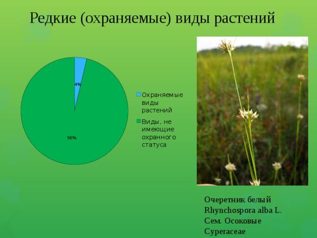 Осоковые диаграмма цветка