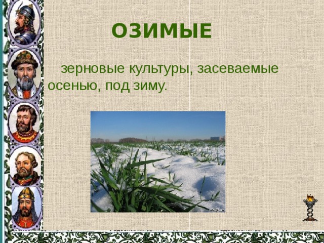 ОЗИМЫЕ зерновые культуры, засеваемые осенью, под зиму. 