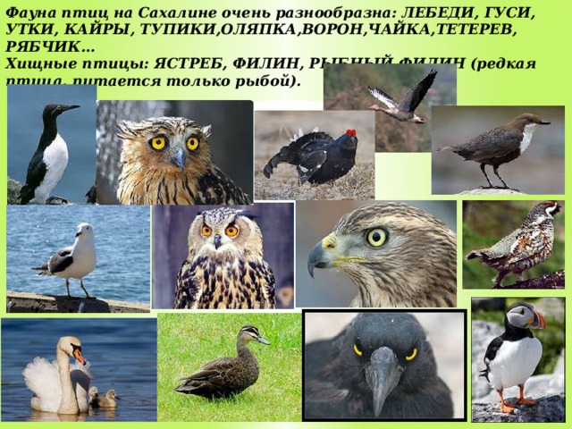 Фауна птиц на Сахалине очень разнообразна: ЛЕБЕДИ, ГУСИ, УТКИ, КАЙРЫ, ТУПИКИ,ОЛЯПКА,ВОРОН,ЧАЙКА,ТЕТЕРЕВ, РЯБЧИК… Хищные птицы: ЯСТРЕБ, ФИЛИН, РЫБНЫЙ ФИЛИН (редкая птица, питается только рыбой). 