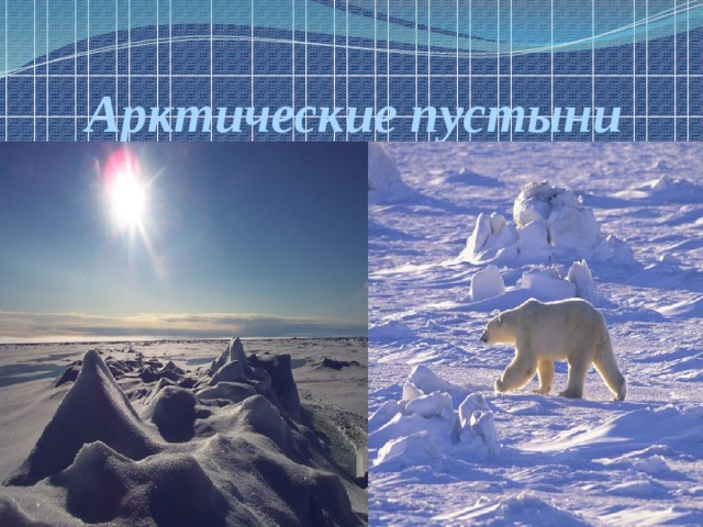 Арктические пустыни 