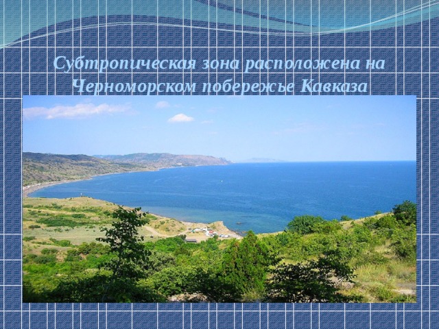                Субтропическая зона расположена на Черноморском побережье Кавказа 