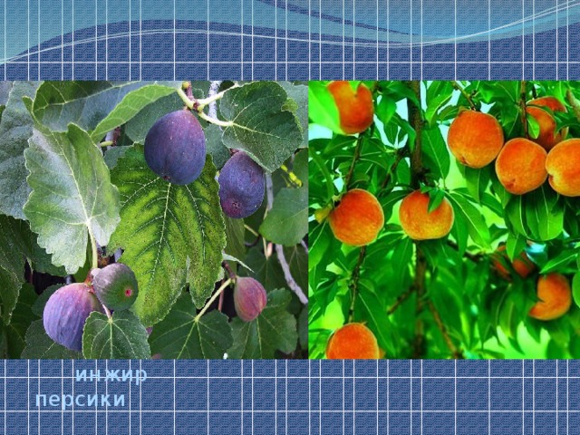 инжир персики 
