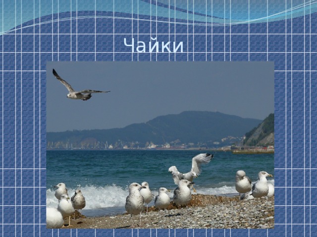 Тест 4 класс у черного моря. Урок окружающего мира 4 класс у черного моря. Урок окр мир 4 класс у черного моря. У черного моря 4 класс окружающий мир. Конспект урока по окружающему миру 4 класс у черного моря школа России.