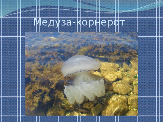 Медуза-корнерот 