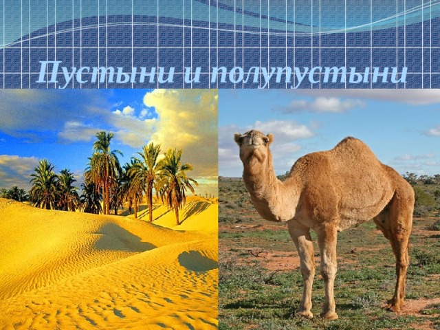 Пустыни и полупустыни 