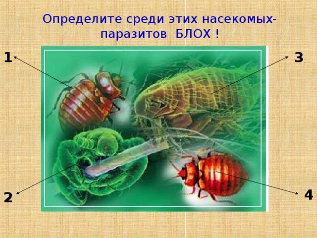 Определите среди этих насекомых-паразитов БЛОХ ! 1 3 4 2 