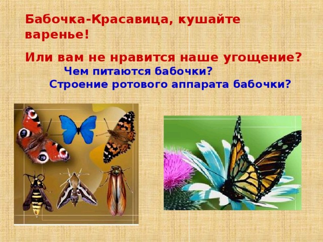 Бабочка-Красавица, кушайте варенье! Или вам не нравится наше угощение? Чем питаются бабочки? Строение ротового аппарата бабочки? 