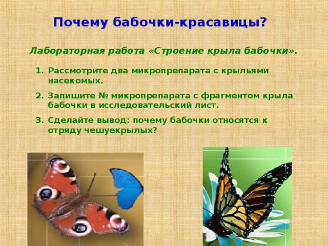 Почему бабочки-красавицы? Лабораторная работа «Строение крыла бабочки». Рассмотрите два микропрепарата с крыльями насекомых. Запишите № микропрепарата с фрагментом крыла бабочки в исследовательский лист. Сделайте вывод: почему бабочки относятся к отряду чешуекрылых? 