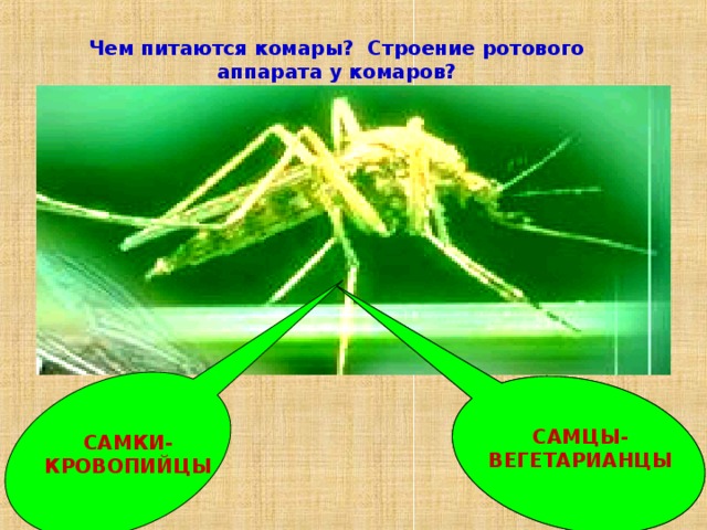 Чем питаются комары? Строение ротового аппарата у комаров? САМЦЫ-ВЕГЕТАРИАНЦЫ САМКИ-КРОВОПИЙЦЫ САМЦЫ-ВЕГЕТАРИАНЦЫ 