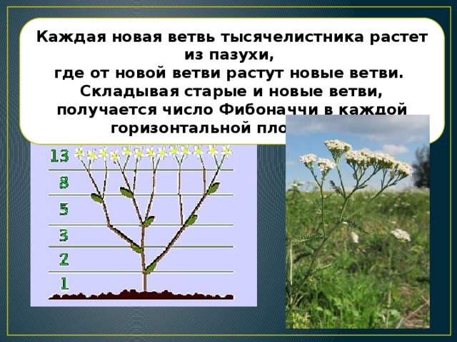Каждая новая ветвь тысячелистника растет из пазухи, где от новой ветви растут новые ветви. Складывая старые и новые ветви, получается число Фибоначчи в каждой горизонтальной плоскости! 
