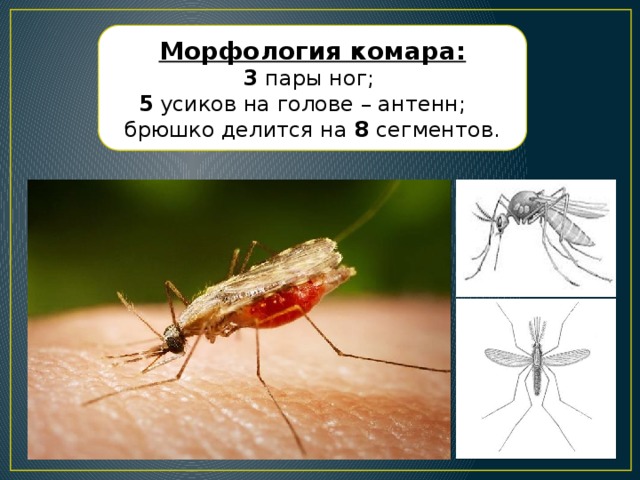 Паром комары