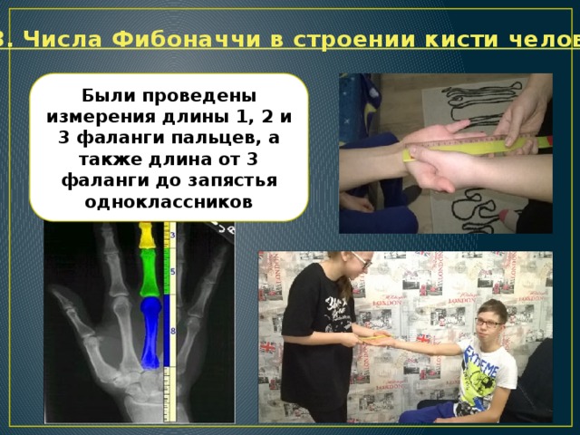 № 3. Числа Фибоначчи в строении кисти человека Были проведены измерения длины 1, 2 и 3 фаланги пальцев, а также длина от 3 фаланги до запястья одноклассников 