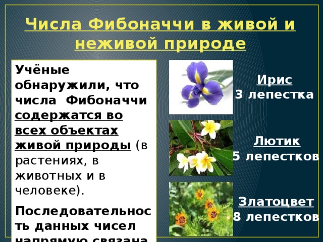 Числа Фибоначчи в живой и неживой природе Учёные обнаружили, что числа Фибоначчи содержатся во всех объектах живой природы  (в растениях, в животных и в человеке). Последовательность данных чисел напрямую связана со спиральностью в окружающем мире. Ирис  3 лепестка Лютик 5 лепестков  Златоцвет 8 лепестков 