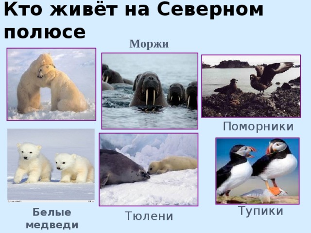 Северные животные для детей. Животные арктики и антарктики для детей. Кто живет на южном полюсе. Животные полюсов для детей. Обитатели арктики.