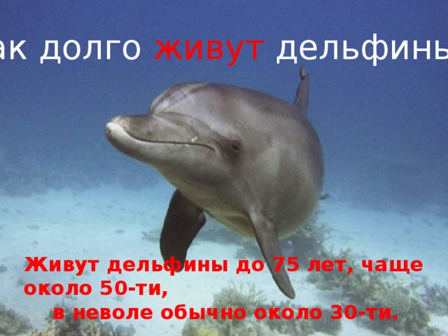 Дельфины живут лет. Продолжительность жизни дельфинов. Как долго живут дельфины. Продолжительность жизни дельфинов в природе. Сколько лет живут дельфины.