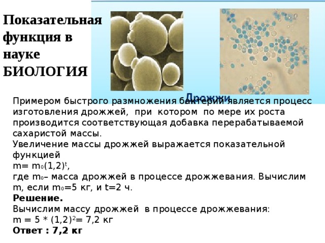 Влияние различных условий на рост и размножение дрожжей проект