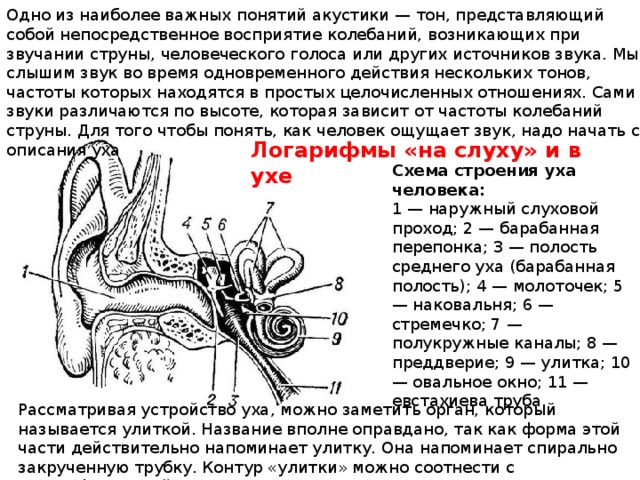 Где можно колоть ухо по схеме