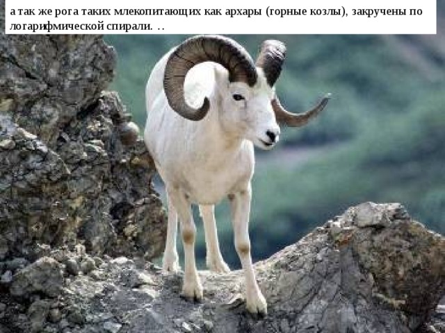 а так же рога таких млекопитающих как архары (горные козлы), закручены по логарифмической спирали . ..  
