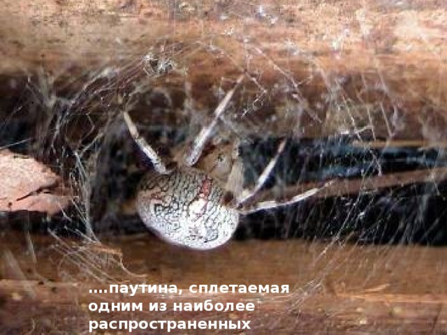 . … .паутина, сплетаемая одним из наиболее распространенных пауков  
