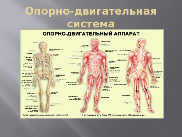 Опорно двигательная система рисунок