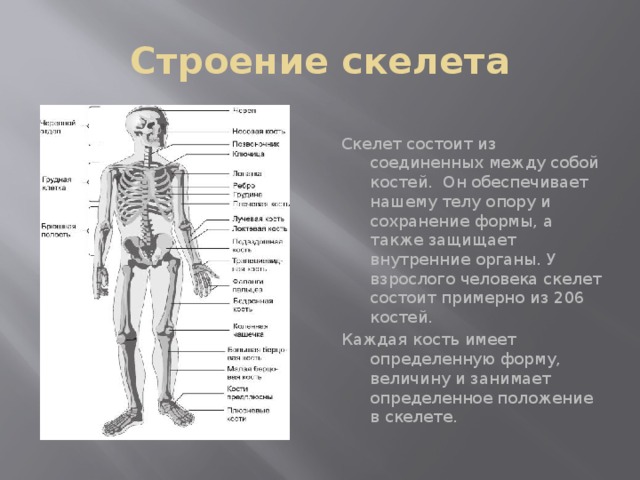 Внутренний скелет состоит из. Система костей и их соединений скелет человека. Анатомия опорно двигательная система скелет.