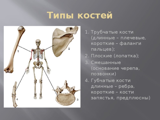 Какая из перечисленных костей. Плечевая кость трубчатая или плоская. Плечевая кость Тип кости. Ребро кость Тип кости. Позвонки плоские кости.