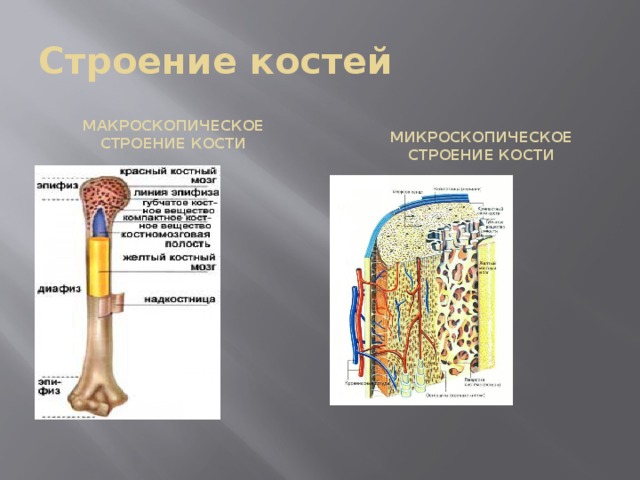 На рисунке изображено строение кости