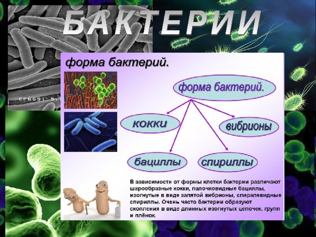 Жизнедеятельность бактерий 5. Особенности процессов жизнедеятельности бактерий. Строение и жизнедеятельность бактерий. Царство бактерии жизнедеятельность. Бактерии 5 класс.