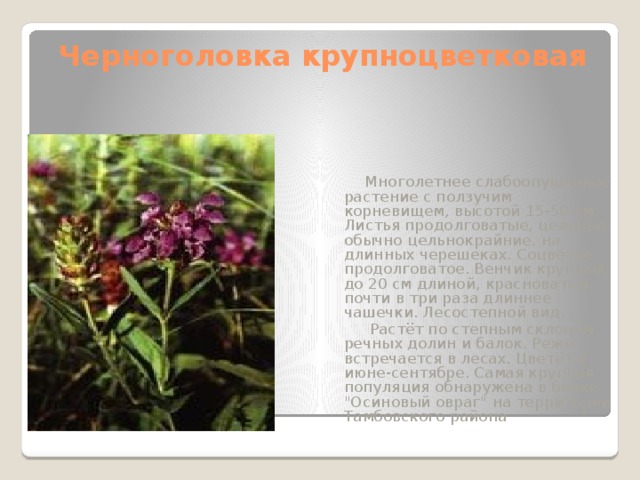 Черноголовка цветок фото и описание
