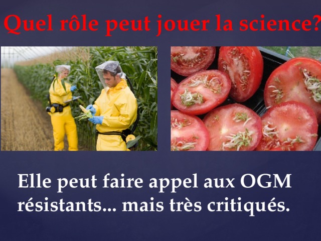 Quel rôle peut jouer la science? Elle peut faire appel aux OGM résistants... mais très critiqués. 