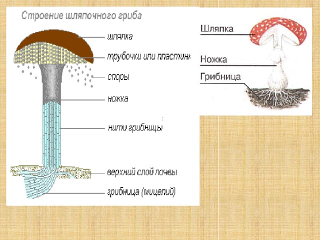 Рассмотрите рисунок строение шляпочного гриба