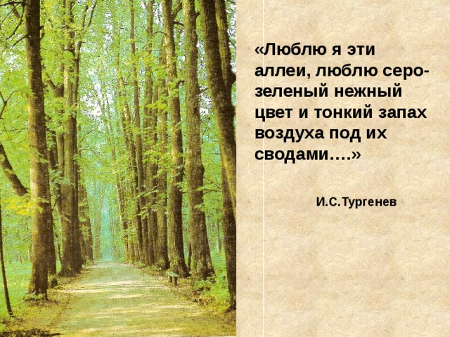 «Люблю я эти аллеи, люблю серо-зеленый нежный цвет и тонкий запах воздуха под их сводами….»    И.С.Тургенев 