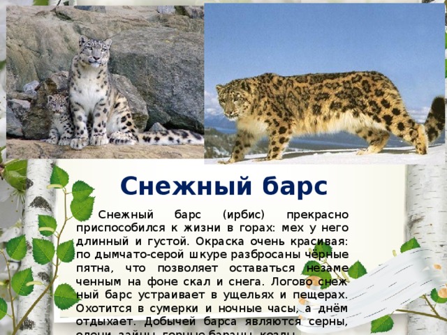 Животные из красной книги татарстана фото и описание для детей 2 класса