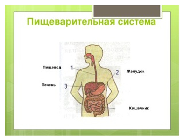 Картинка органы пищеварения человека для детей