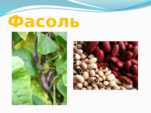 Фасоль 