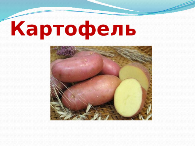 Картофель 
