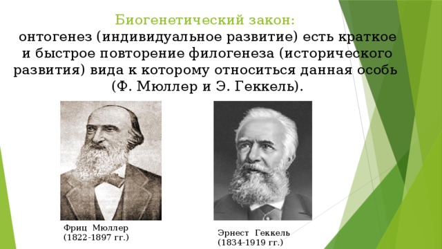 Онтогенез автор. Ф Мюллер э Геккель. Фриц Мюллер (1822 – 1897). Геккель и Мюллер ученый. Геккель и Мюллер онтогенез.