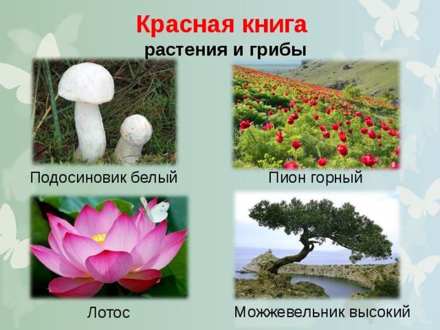 Фото лотоса из красной книги