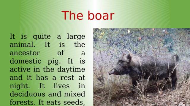 The boar It is quite a large animal. It is the ancestor of a domestic pig. It is active in the daytime and it has a rest at night. It lives in deciduous and mixed forests. It eats seeds, tubers, nuts, small animals.  