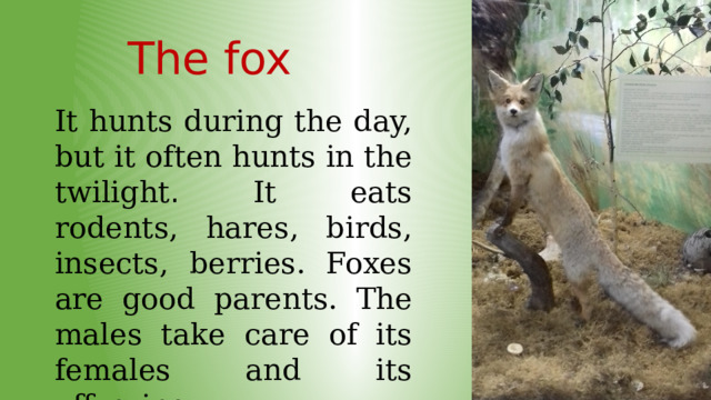 The fox It hunts during the day, but it often hunts in the twilight . It eats rodents, hares, birds, insects, berries. Foxes are good parents. The males take care of its females and its offsprings. 