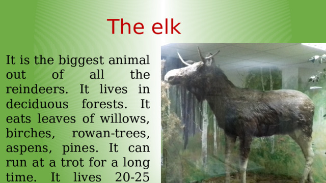 The elk It is the biggest animal out of all the reindeers. It lives in deciduous forests. It eats leaves of willows, birches, rowan-trees, aspens, pines. It can run at a trot for a long time. It lives 20-25 years old. 
