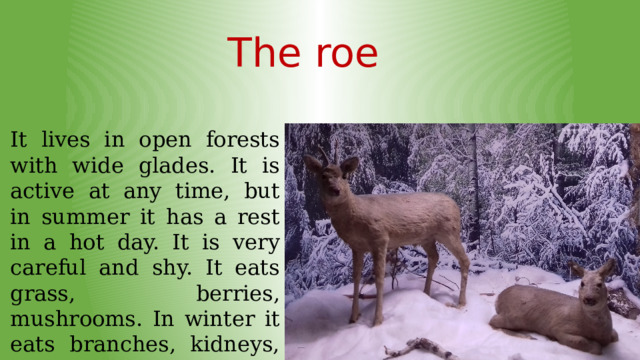 The roe It lives in open forests with wide glades. It is active at any time, but in summer it has a rest in a hot day. It is very careful and shy. It eats grass, berries, mushrooms. In winter it eats branches, kidneys, dry leaves of trees. 